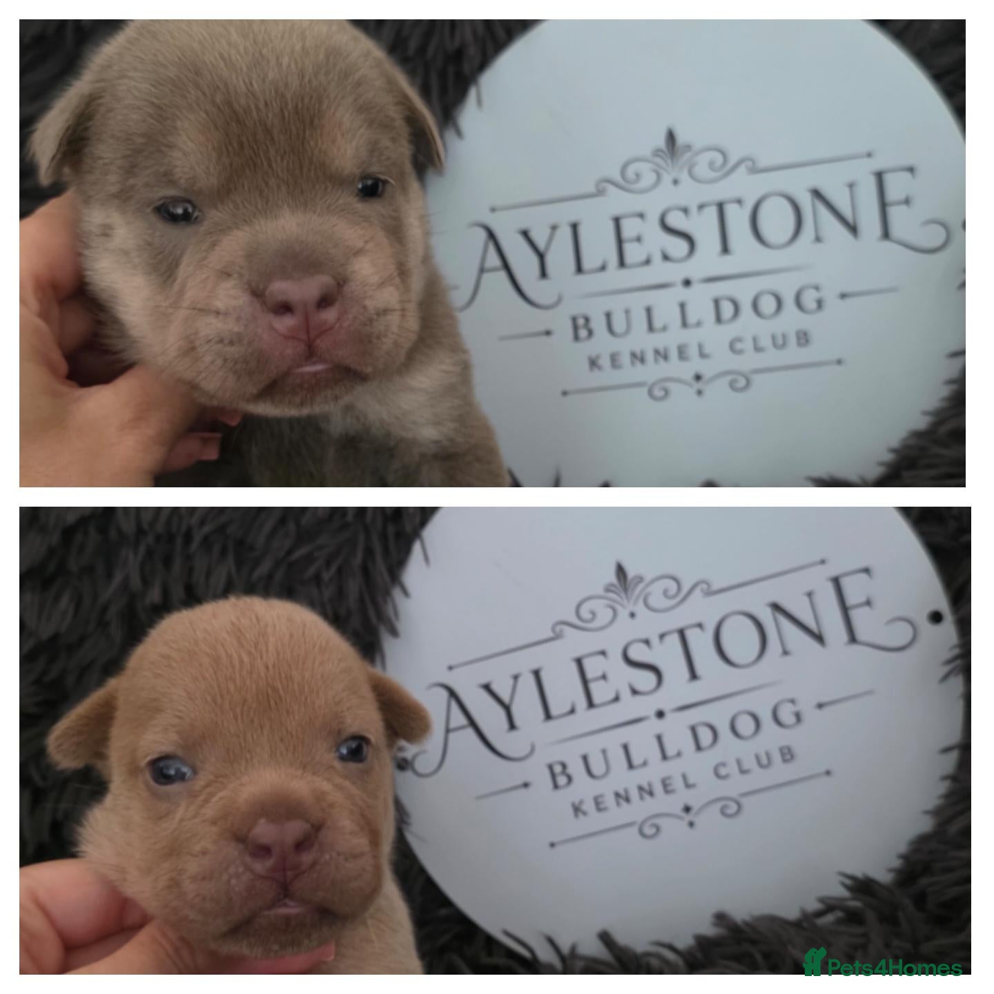 Old Tyme Bulldog dogs Stunning Litter of Old Tyme (Aylestone) Bulldogs - Advert 5
