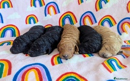 Miniature Poodle dogs for sale: Stunning Red & Phantom Miniature/Moyen Poodles - Image 1