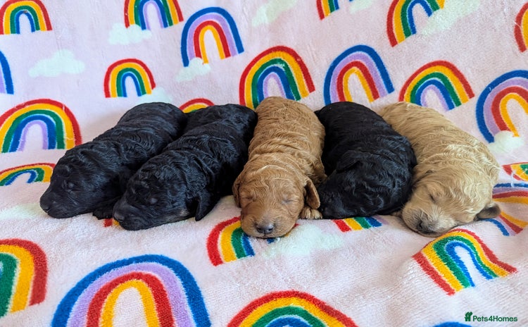 Miniature Poodle dogs - Advert 1