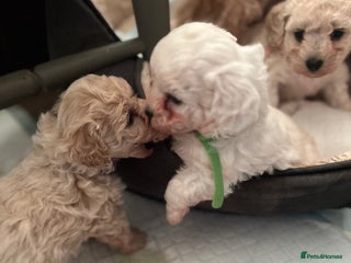 Poochon dogs Friendly, Gorgeous little Poochon girls - Advert 7