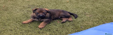 German Shepherd 3