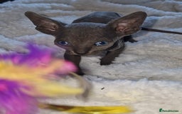 Sphynx cats for sale: Beautiful Canadian Sphynx kittens purebreed  - Image 14