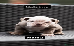 English Bulldog dogs for sale: English bulldog pups for sale  - Image 32