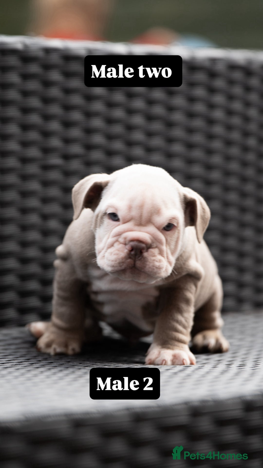 English Bulldog dogs for sale: English bulldog pups for sale  - Image 32