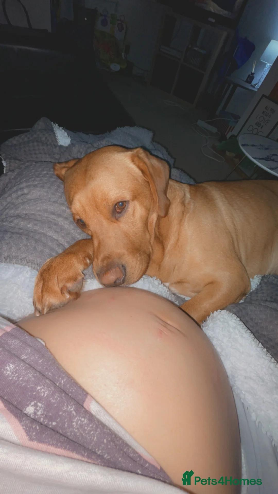 Labrador Retriever dogs for stud: Fox red Labrador for STUD ONLY - Advert 9