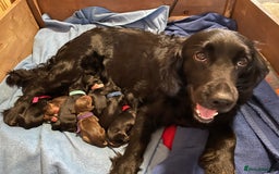 Cocker Spaniel dogs for sale: 🐾 Adorable Cocker Spaniel Puppies - Ready Soon!🐾 - Advert 23