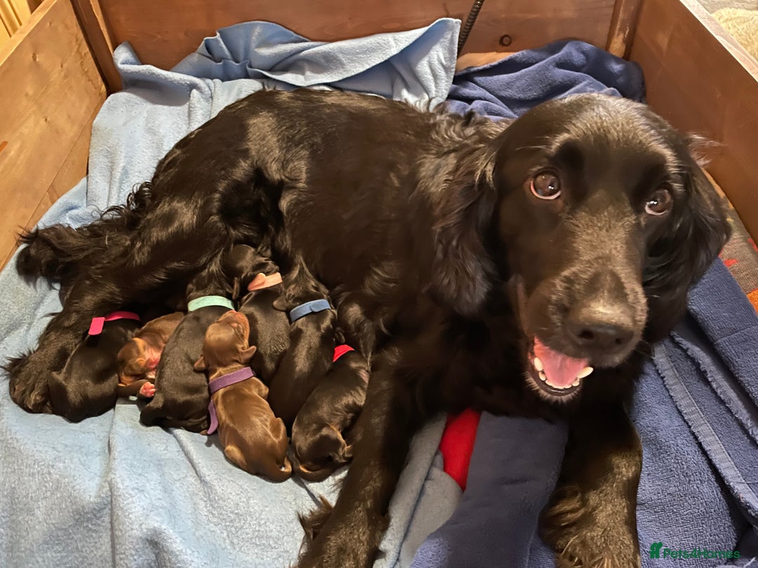 Cocker Spaniel dogs for sale: 🐾 Adorable Cocker Spaniel Puppies - Ready Soon!🐾 - Advert 23