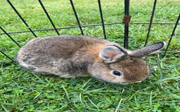 Netherland Dwarf rabbits for sale: Pure Netherland dwarf babies  - Image 3