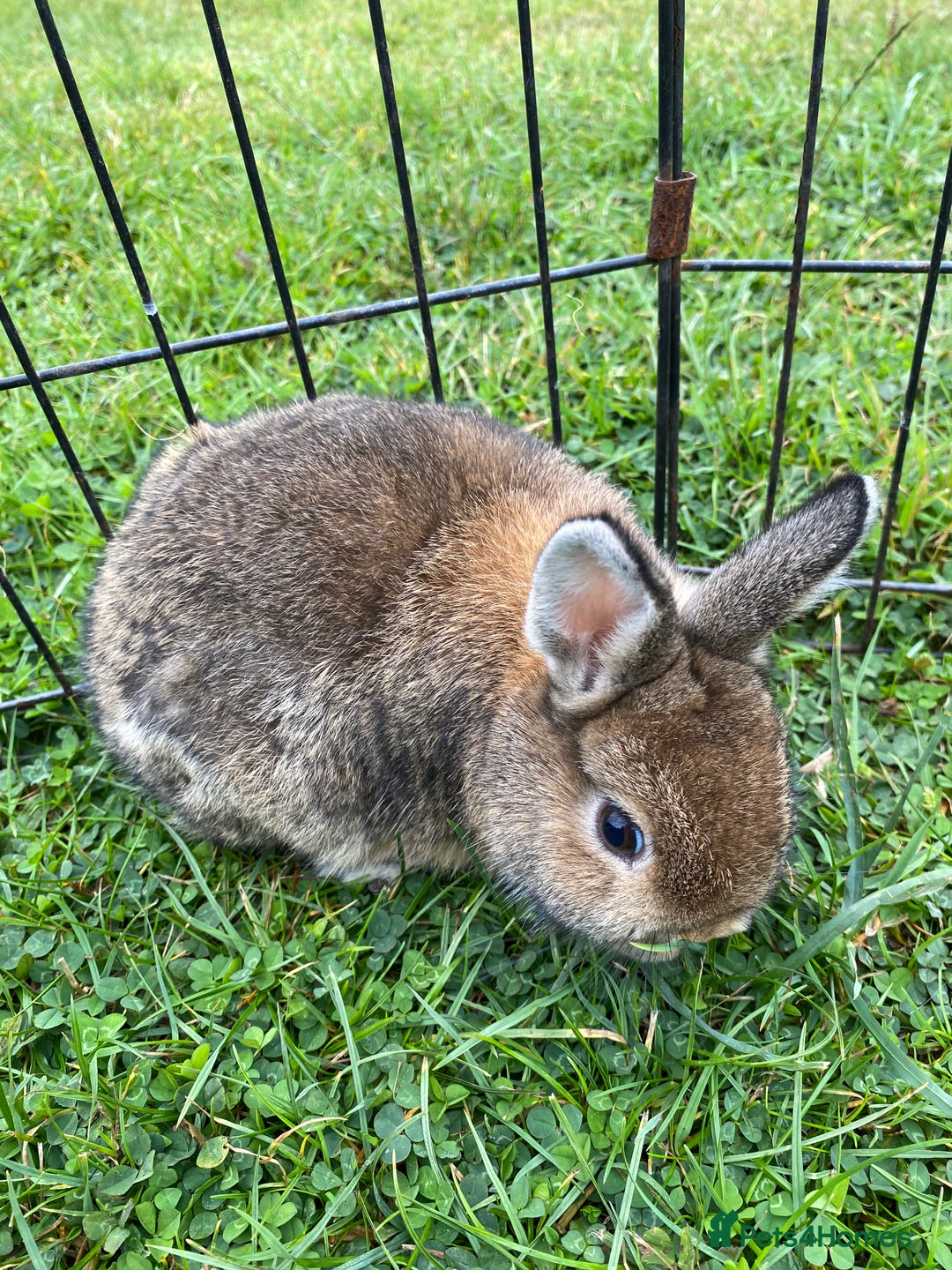 Netherland Dwarf rabbits for sale: Pure Netherland dwarf babies  - Image 3