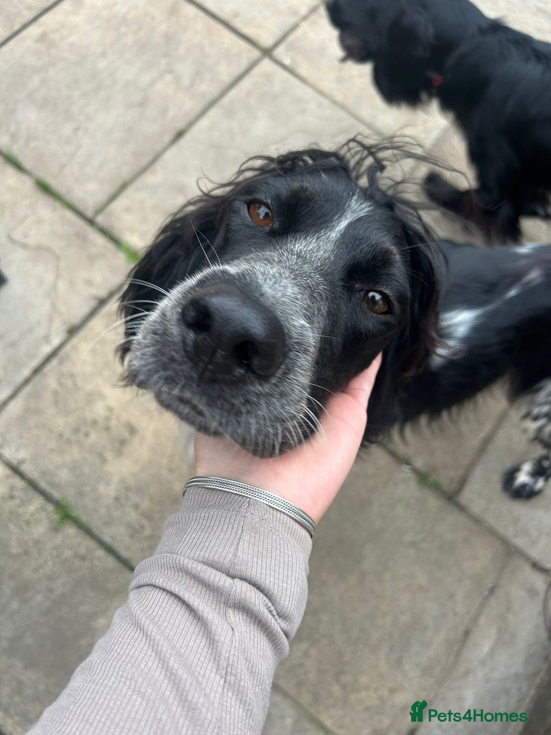 English Setter dogs for adoption: Dingo in Worthing - Image 14