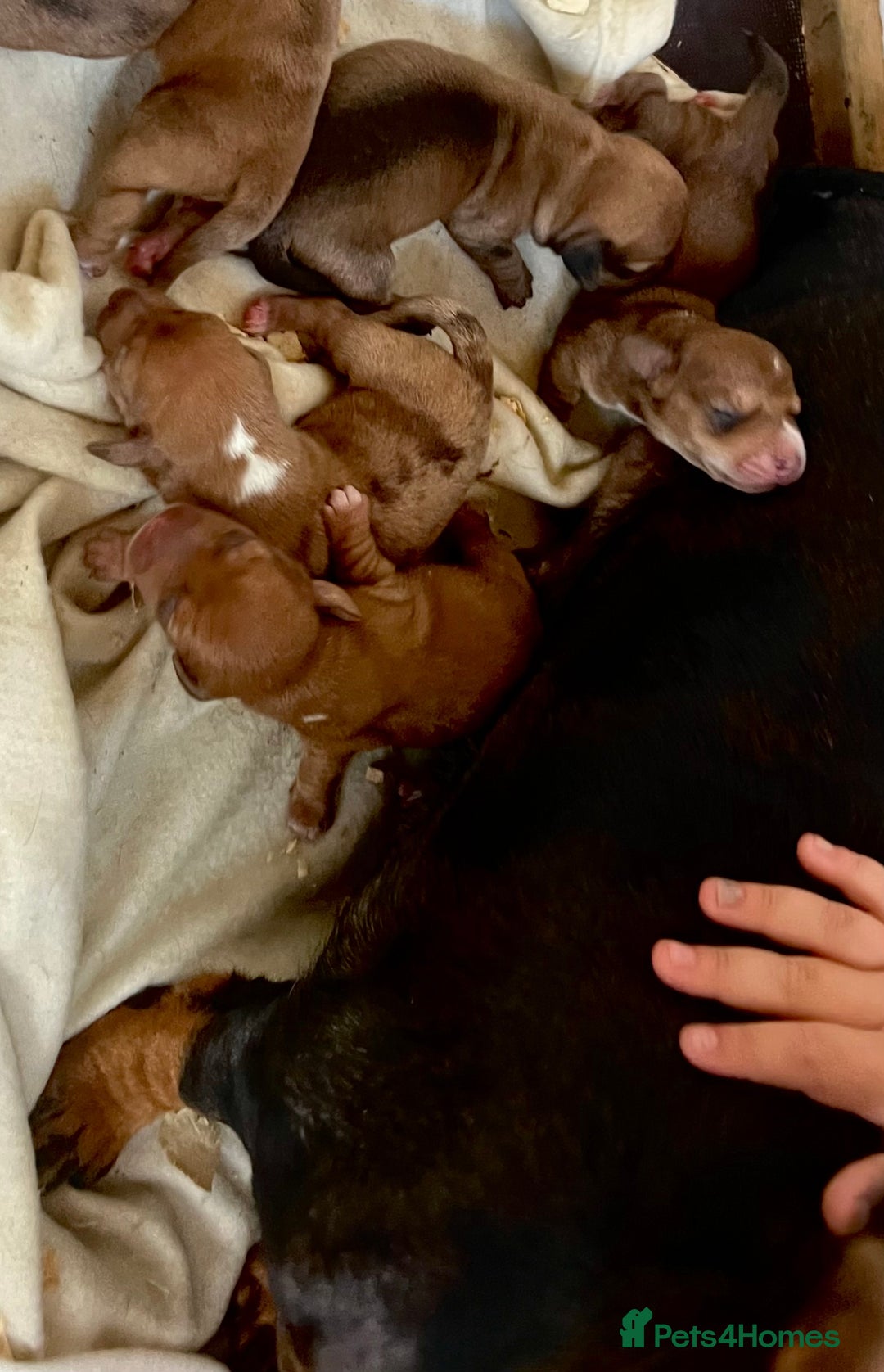 Dachshund dogs for sale: Dachshund Puppies  - Image 8