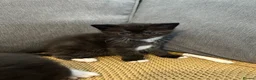 Mixed Breed cats for sale: Stunning Baby’s for sale  - Advert 8
