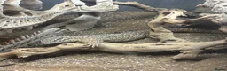Monitor reptiles for sale: 1 male ackie monitor  - Advert 1