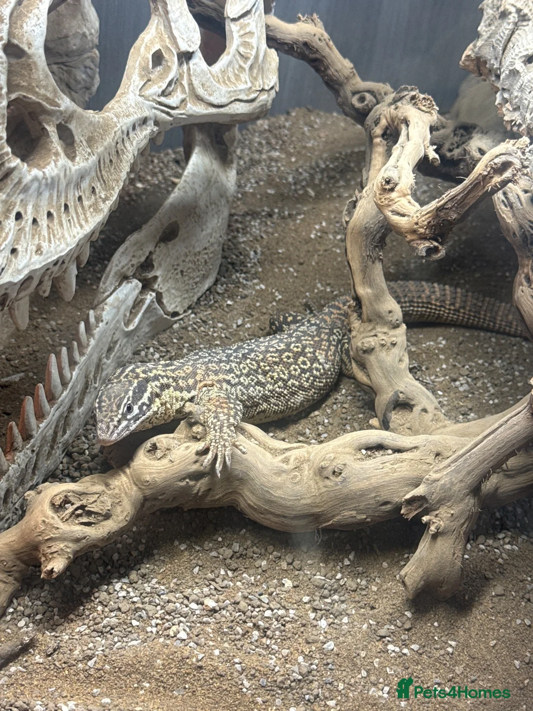 Monitor reptiles for sale: 1 male ackie monitor  - Advert 1