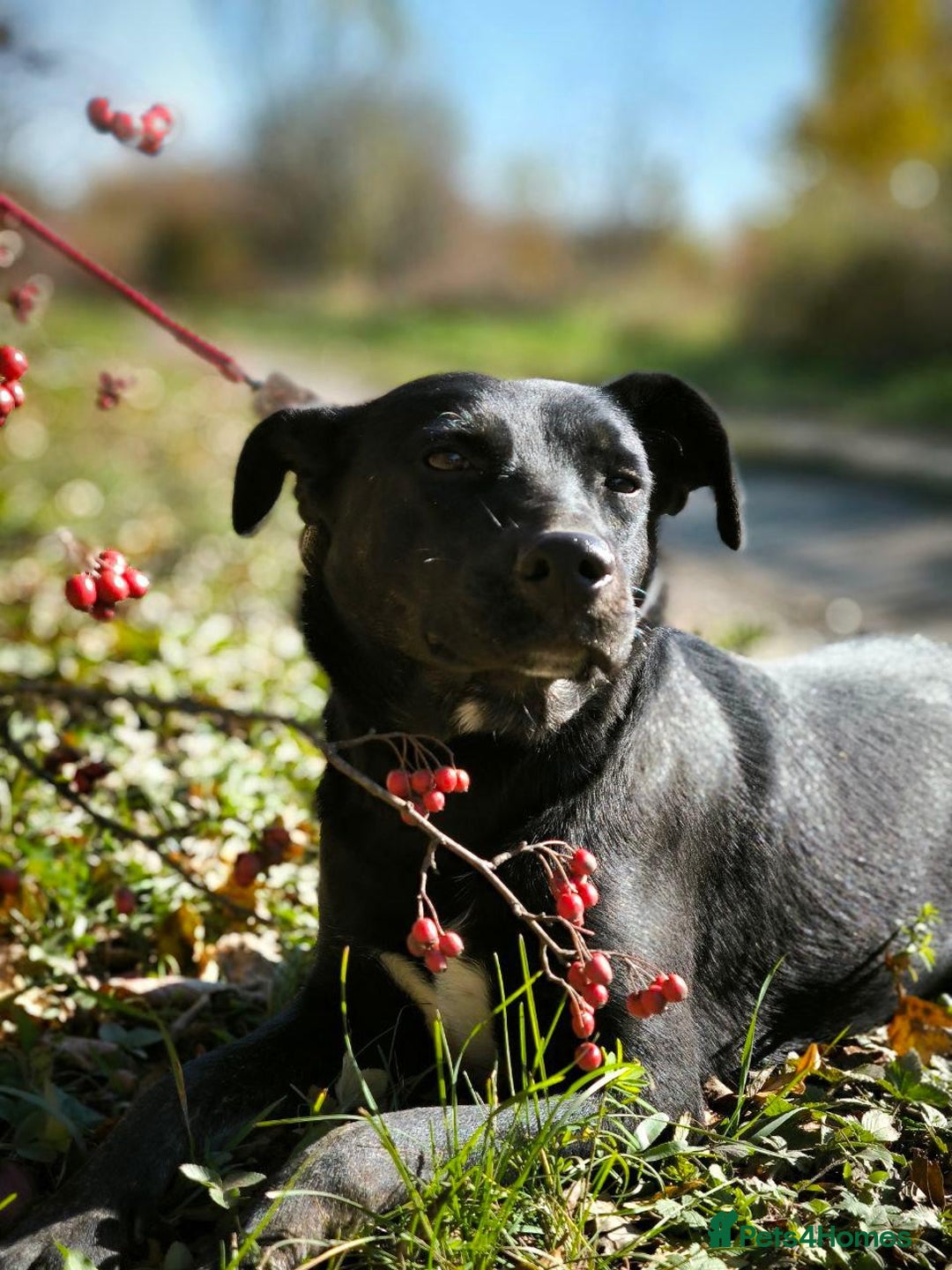 Mixed Breed dogs for adoption: ❤️Blacky❤️1.5 yo upper-medium girl-Labrador cross - Advert 20