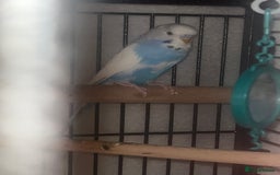 Budgerigars birds for sale: Three budgies to rehome! - Image 5