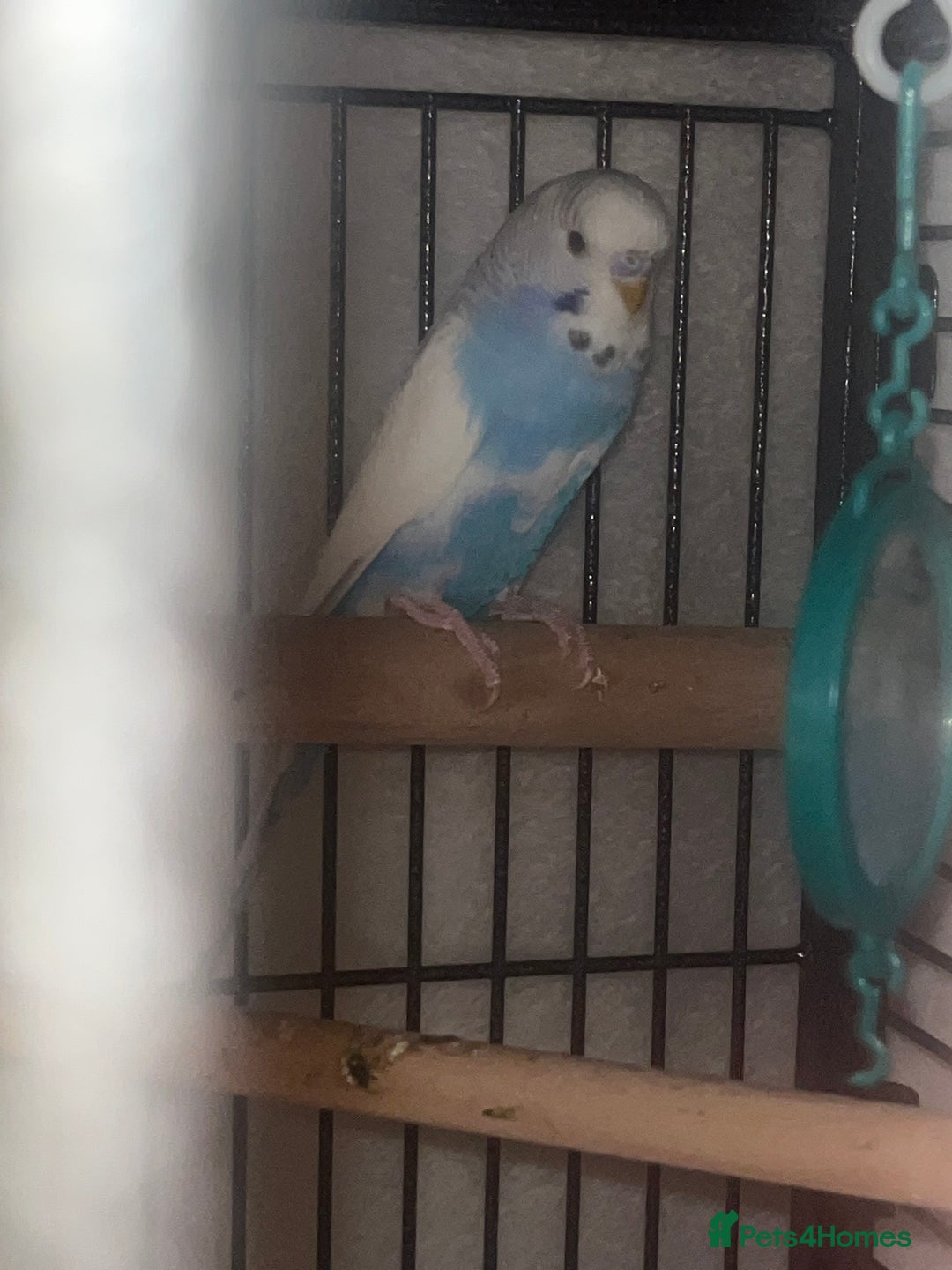 Budgerigars birds for sale: Three budgies to rehome! - Image 5