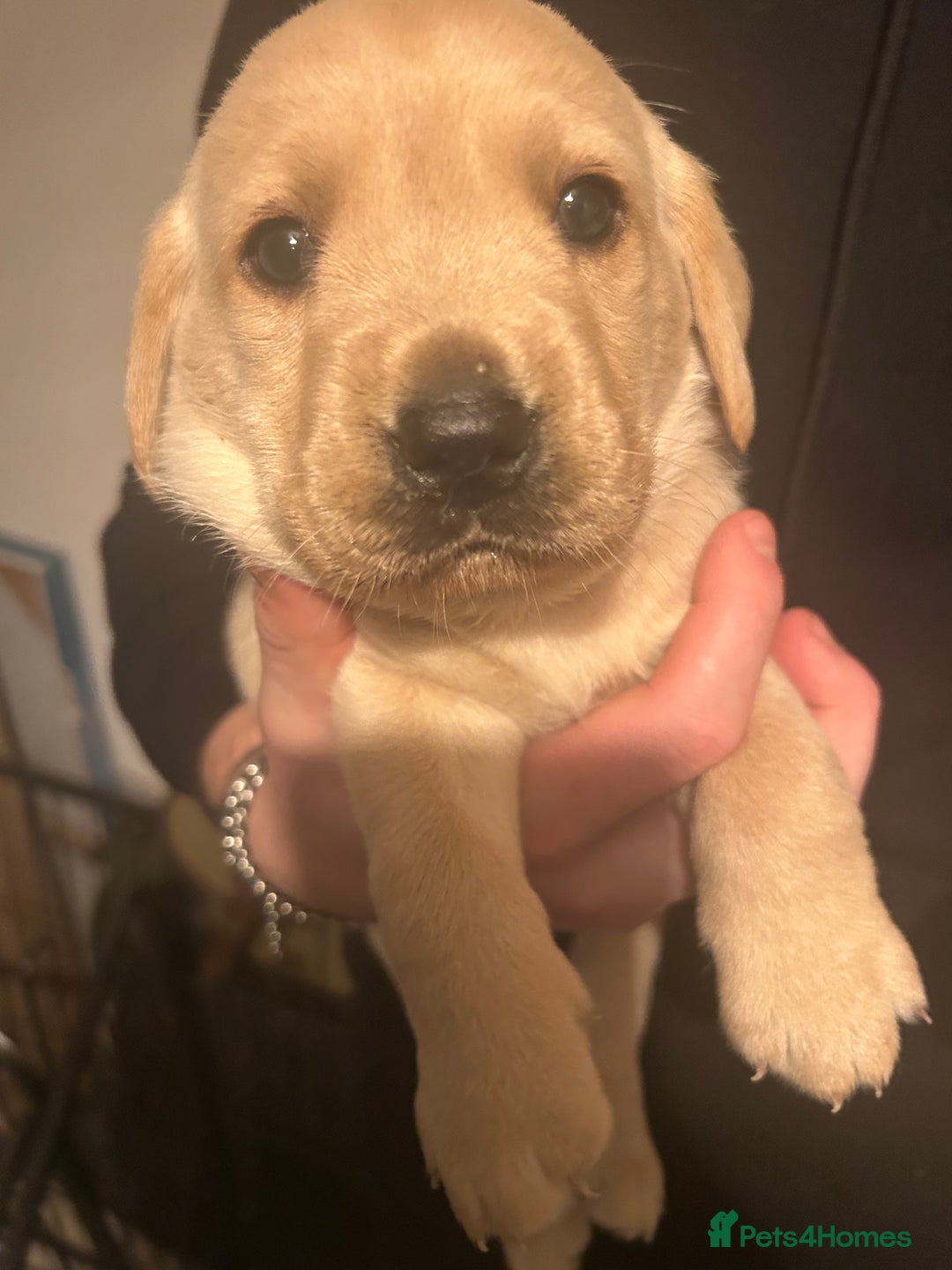 Labrador Retriever dogs for sale: KC registered Labrador boys for sale  - Advert 8