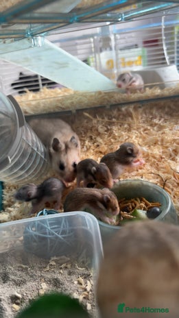 Hamster rodents - Advert 1