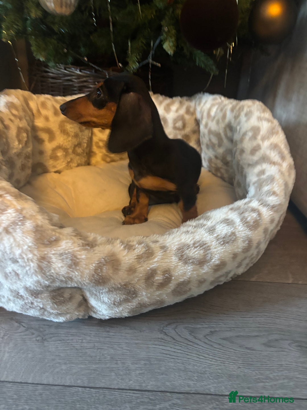 Miniature Dachshund dogs for sale: Beautiful miniature dachshund - Advert 4