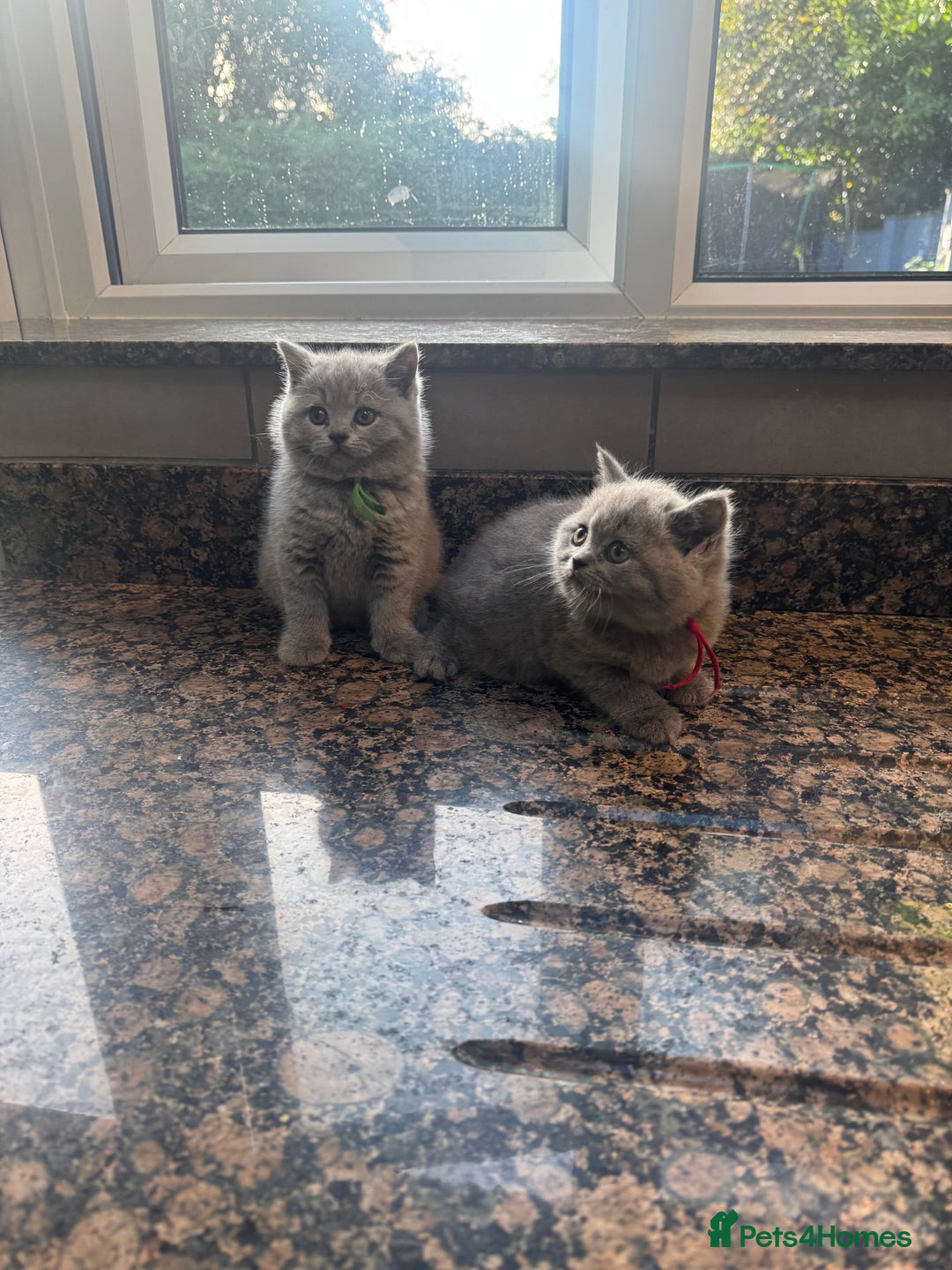 British Shorthair cats for sale: 🐾 British Shorthair Kittens 🐾 - Image 5