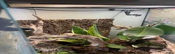 Frog reptiles for sale: Whites Tree Frog With Full Bioactive Vivarium in Clacton-on-Sea - Advert 4