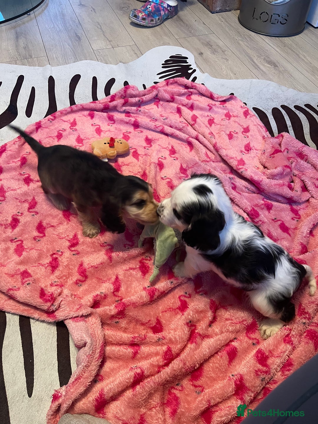 Cocker Spaniel dogs for sale: KC registered, health tested, Show cocker spaniels - Advert 19