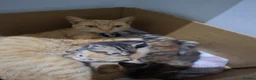 Mixed Breed cats for sale: 3 Kittens - Advert 4