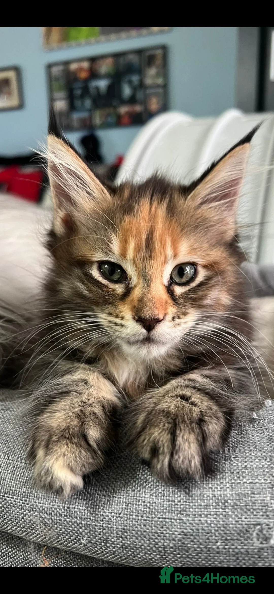 Maine Coon cats for sale: Last purebred MC female kitten  - Advert 10