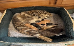 Mixed Breed cats for sale: Two Female 5 month old Kittens Mainecoon mix - Image 8