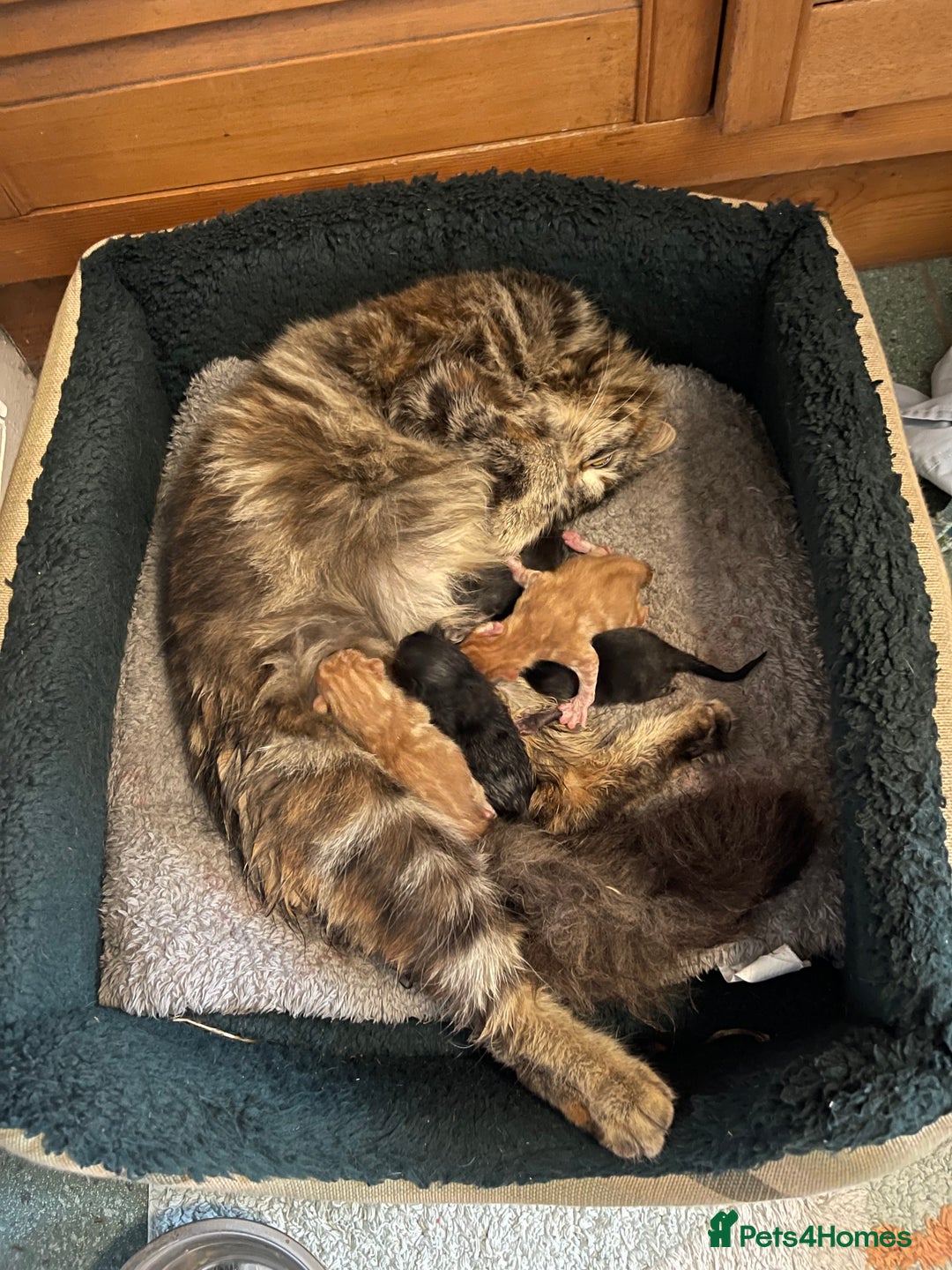 Mixed Breed cats for sale: Two Female 5 month old Kittens Mainecoon mix - Image 8