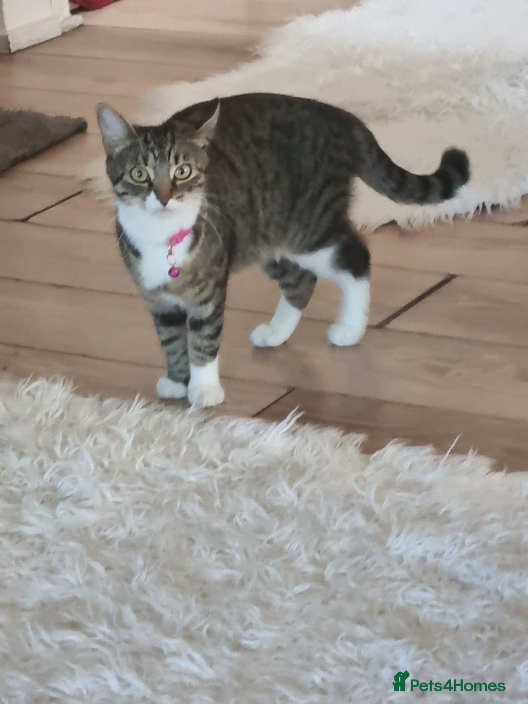 Mixed Breed cats for sale: Kittens  - Image 3