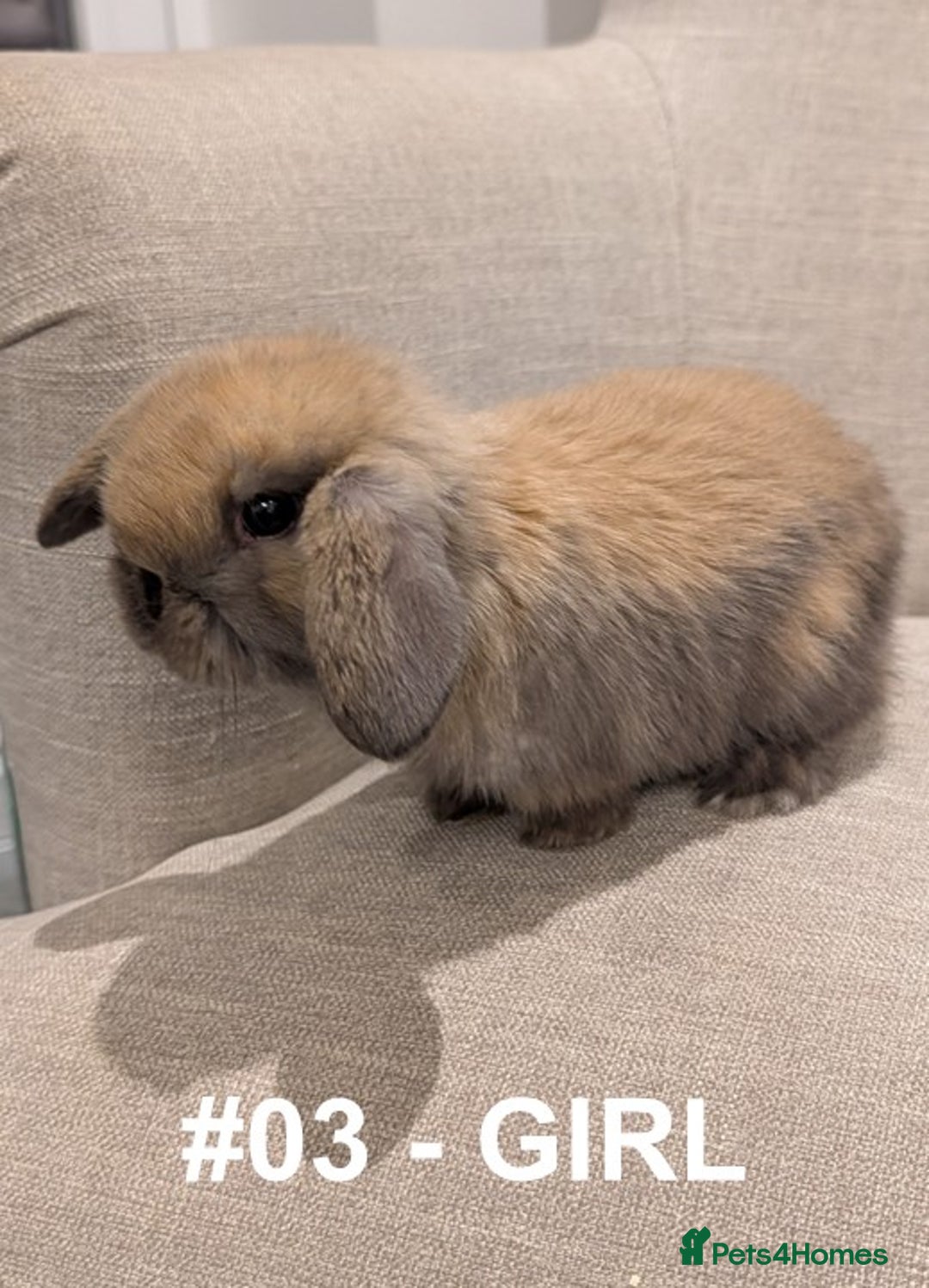Mini Lop rabbits for sale: Exceptional Mini-Lops. Collect from: 15th January - Advert 12
