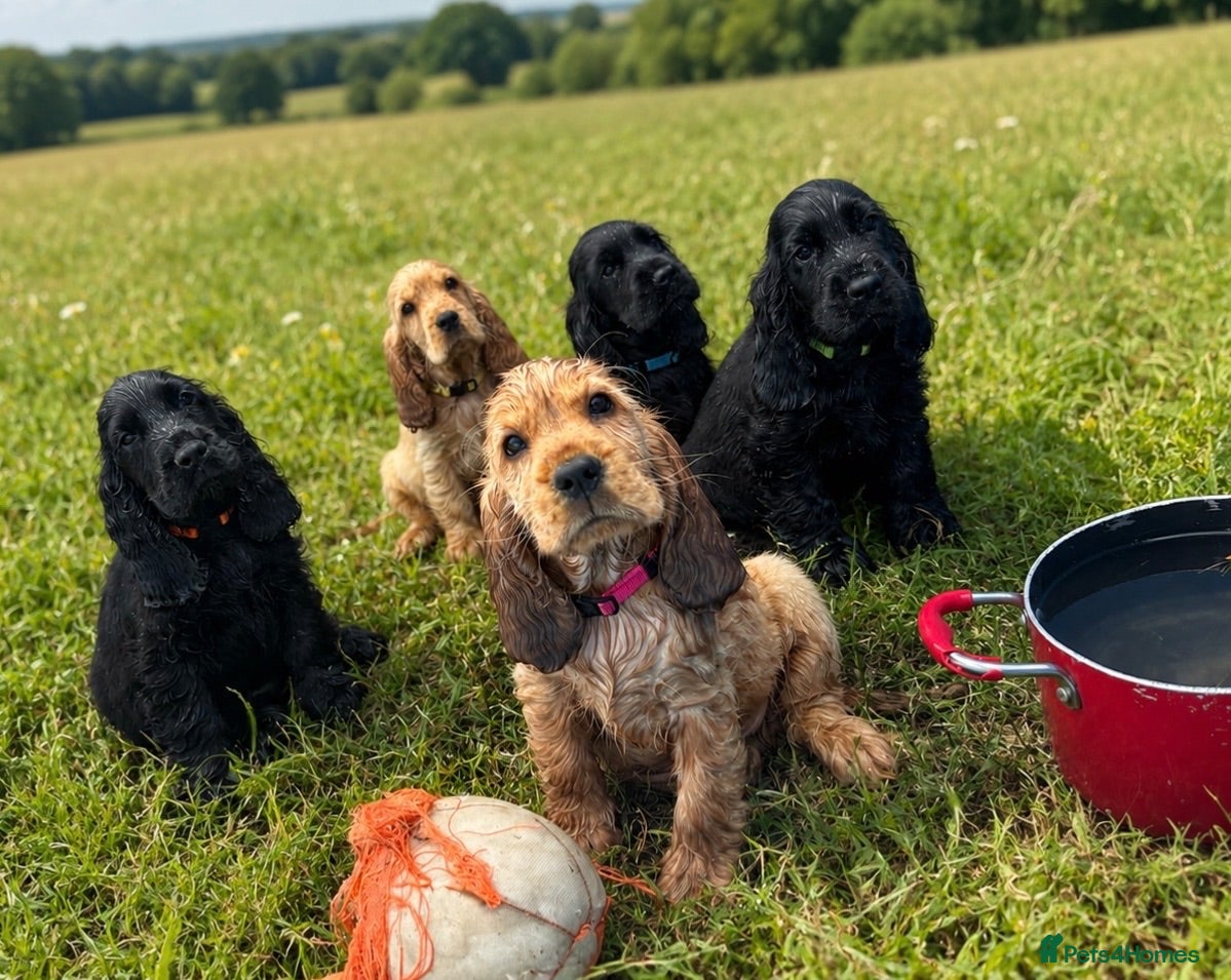 Mixed Breed dogs Beautiful Show Cocker Spaniel Puppies - Advert 1