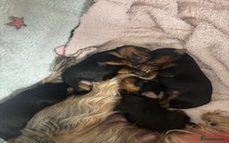 Yorkshire Terrier dogs for sale: Yorkshire Terrier Puppies for sale - Advert 4