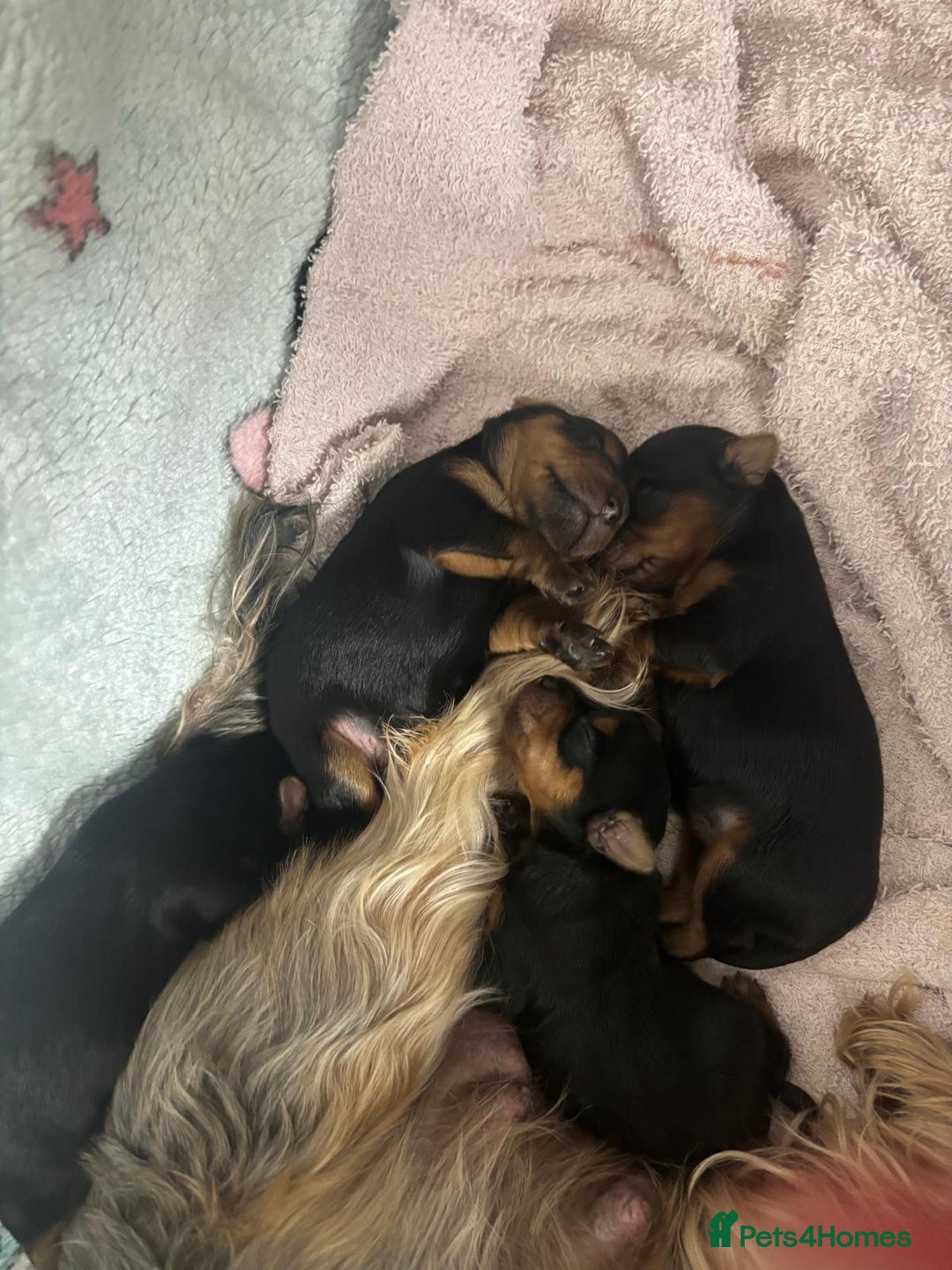 Yorkshire Terrier dogs for sale: Yorkshire Terrier Puppies for sale - Advert 4