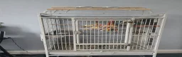 Parakeets birds for sale: Green Cheek Pineapple Conure - Advert 5