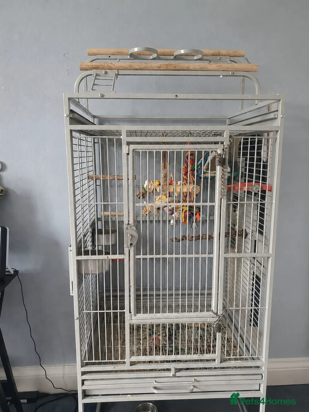 Parakeets birds for sale: Green Cheek Pineapple Conure - Advert 5