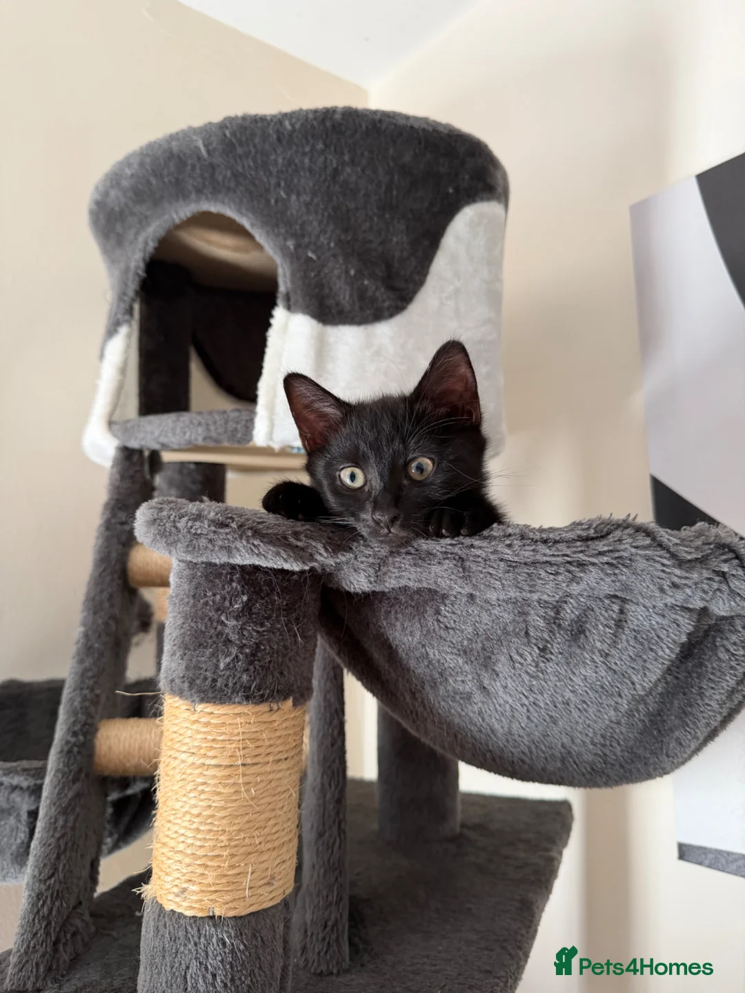 Mixed Breed cats for sale: Female kitten - Advert 2