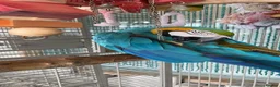 Macaws birds for sale: Hand raised beautiful Macaw parrots ready now. in Birmingham - Advert 7