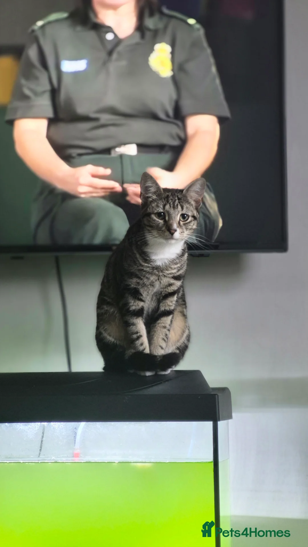 Mixed Breed dogs for sale: 1 year old female urgent! READ DESCRIPTION - Advert 2