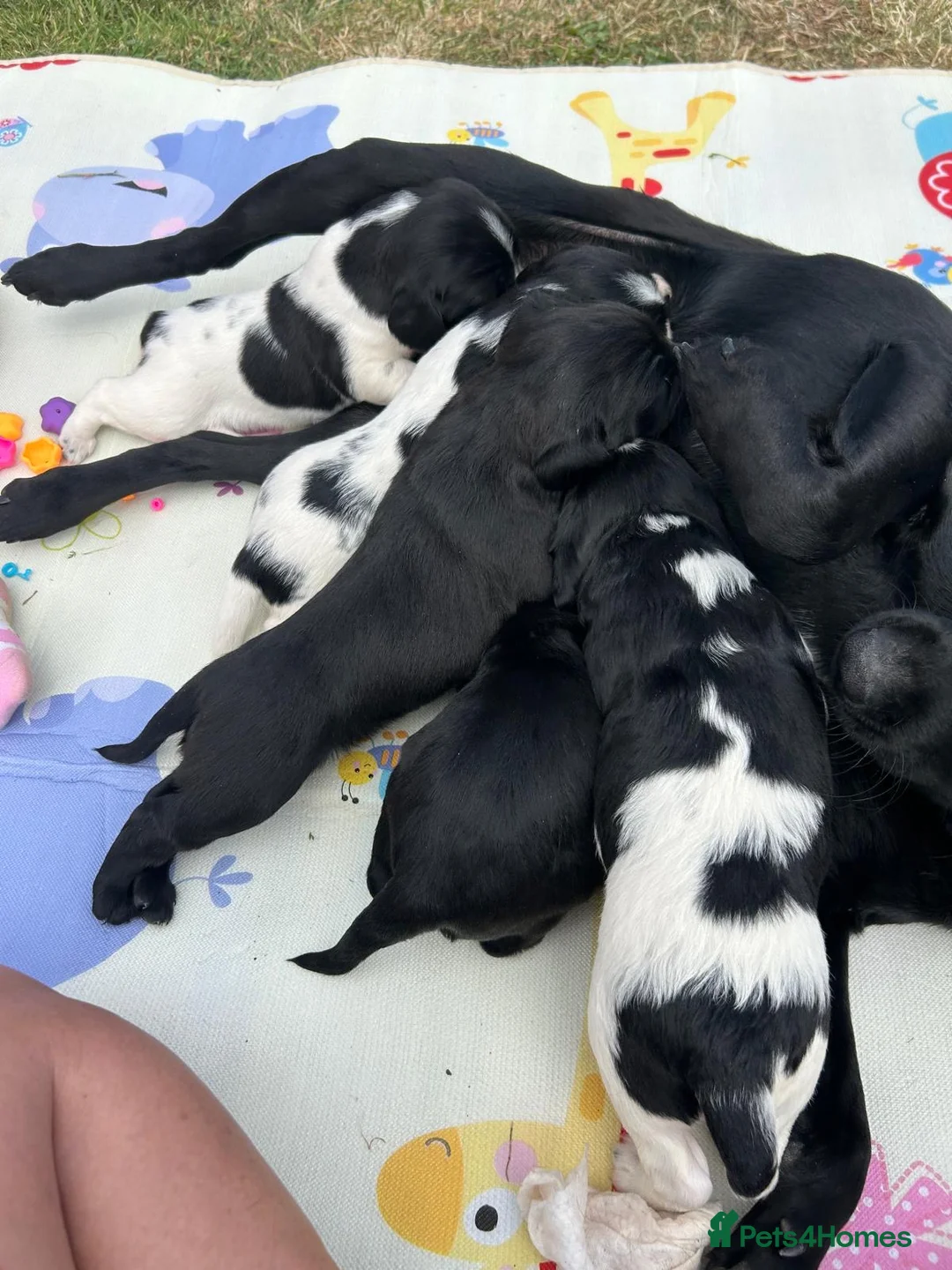 Springador dogs for sale: Springador Puppies - Advert 2