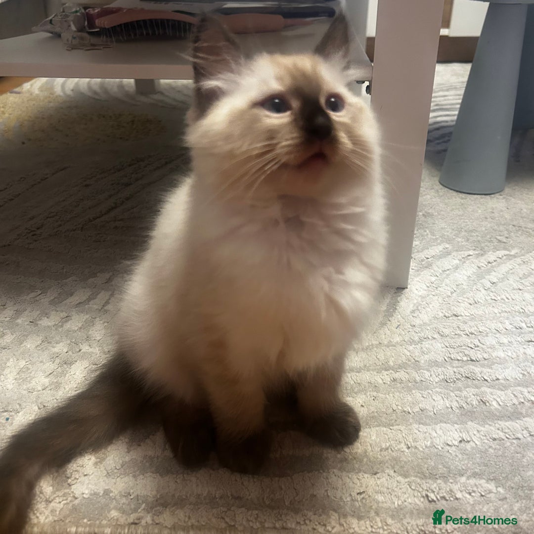 Ragdoll cats for sale: 😻Beautiful Purebred Ragdoll kittens 😻 - Advert 10