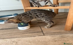 Bengal cats for sale: Bengal cubs for sale  - Image 9