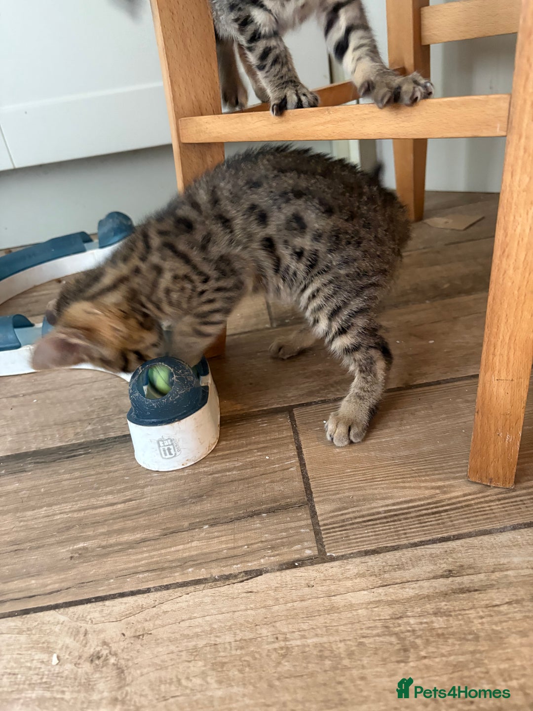 Bengal cats for sale: Bengal cubs for sale  - Image 9