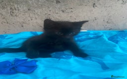 Mixed Breed cats for sale: Kittens Nottingham  - Image 10