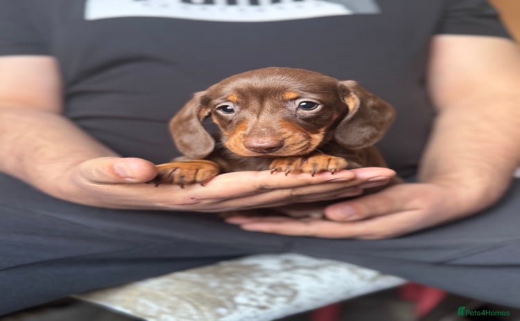 Dachshund dogs - Advert 3