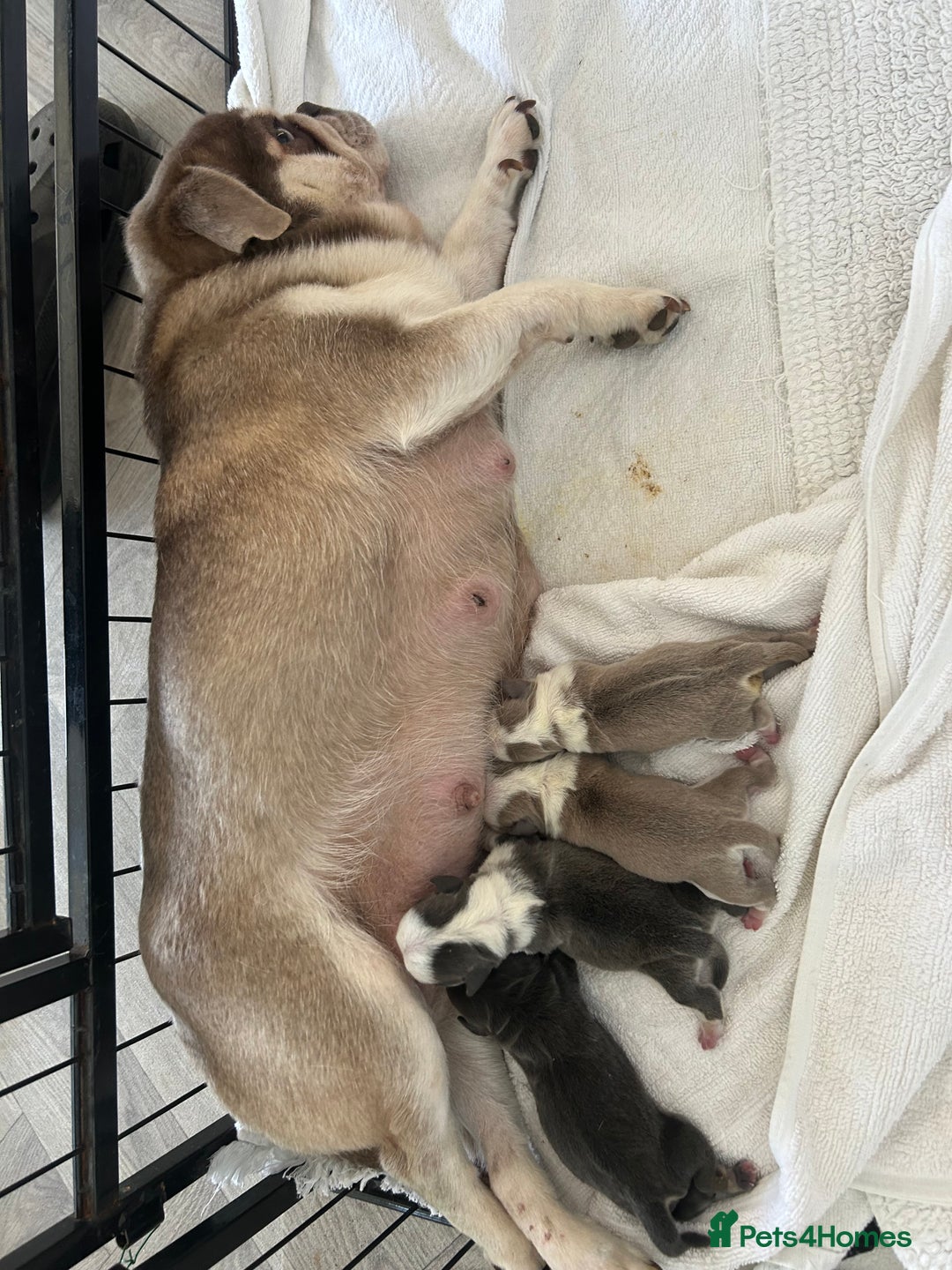 Pug dogs for sale: Pug puppie for sale  - Image 3