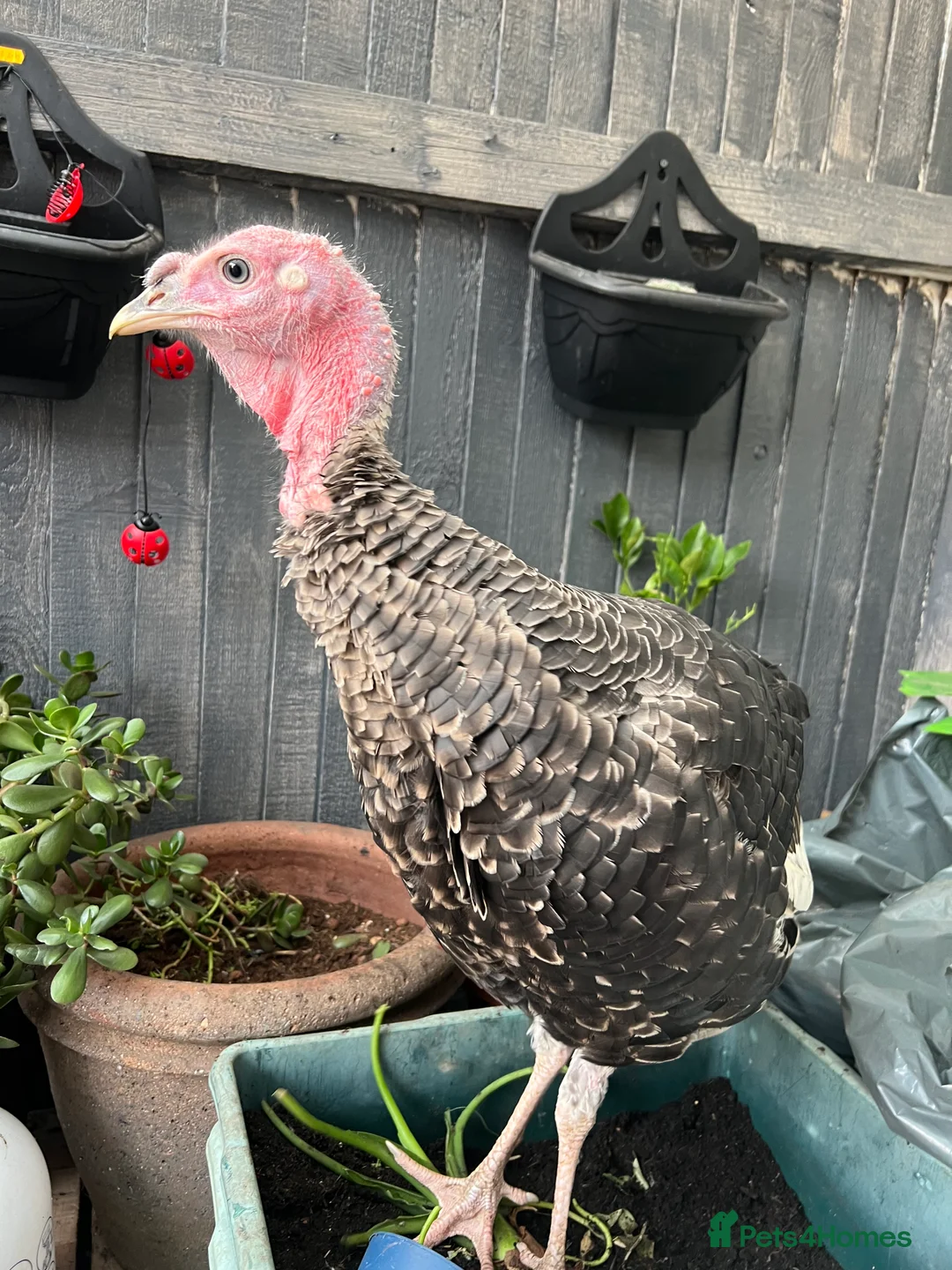 Mixed Breed birds for sale: Norfolk bronze  - Advert 3