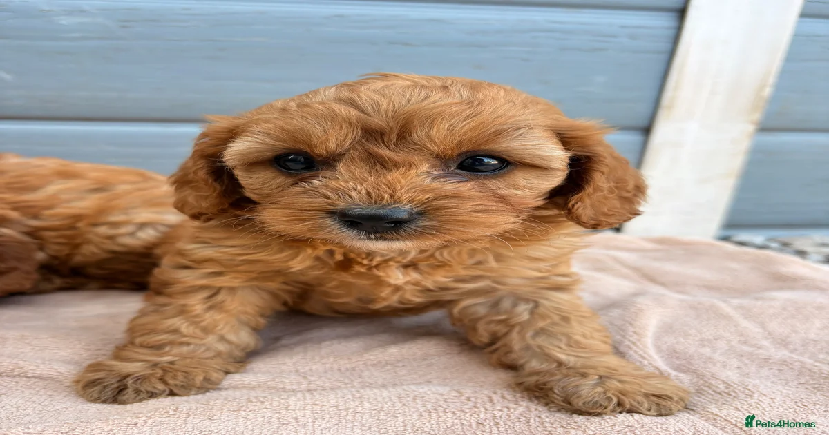 Puppies for sale in Leicestershire | Pets4Homes